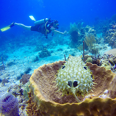 Boca Chica Scuba Diving - Image 4